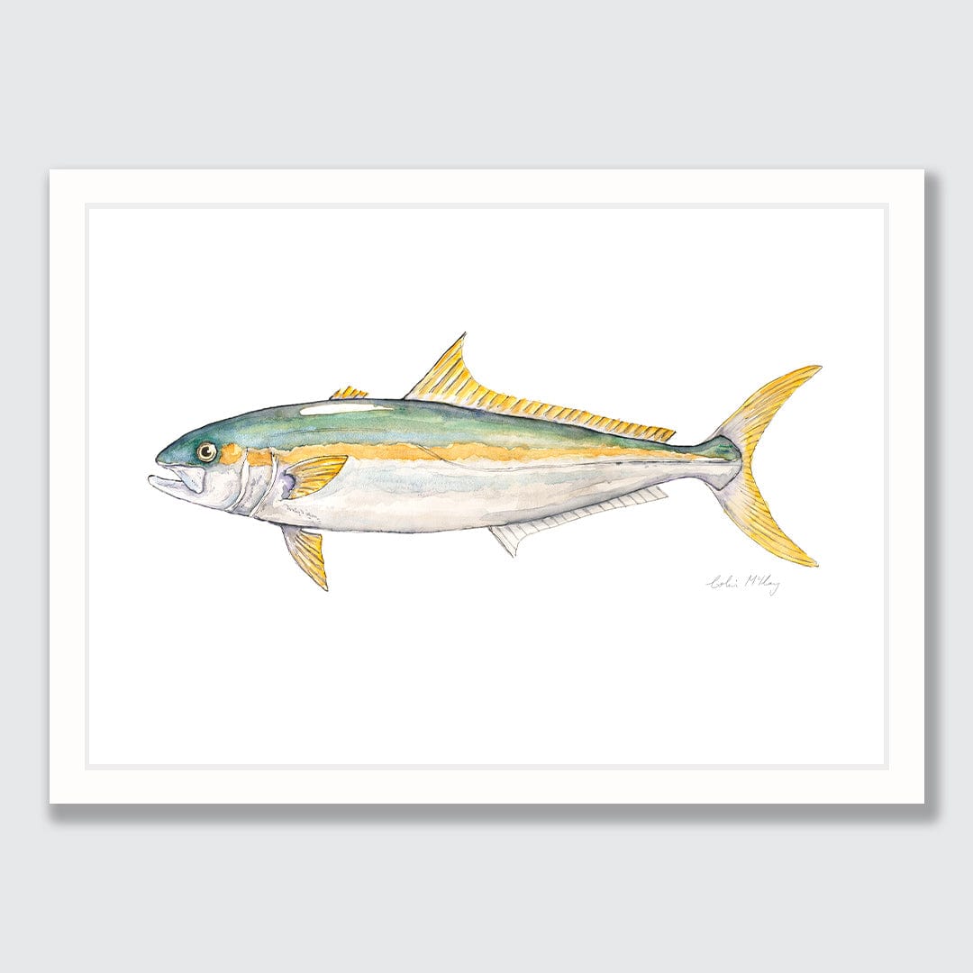 'Kingi' Kingfish Art Print by Colin McKay