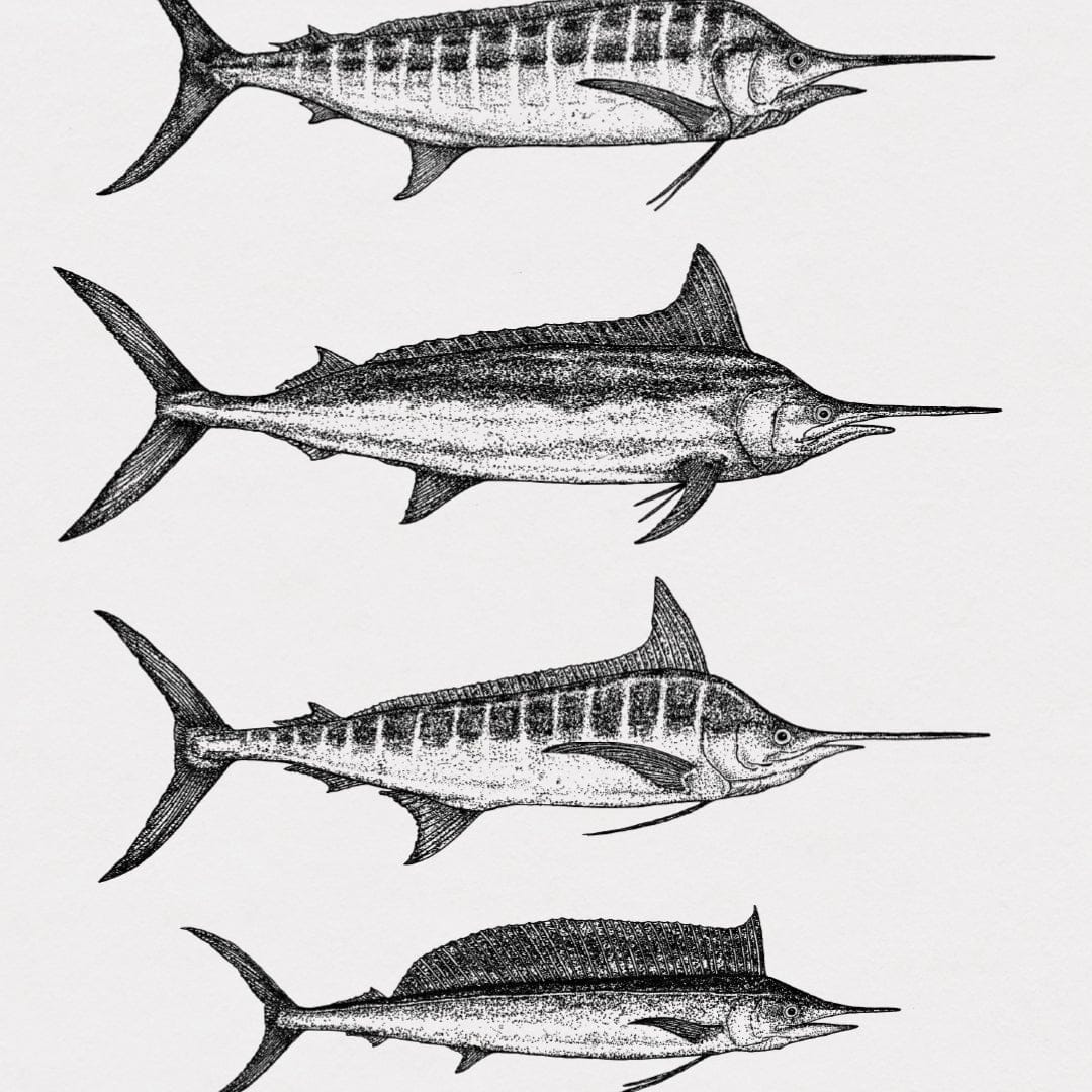 Marlin Species Art Print by Nathan Miller