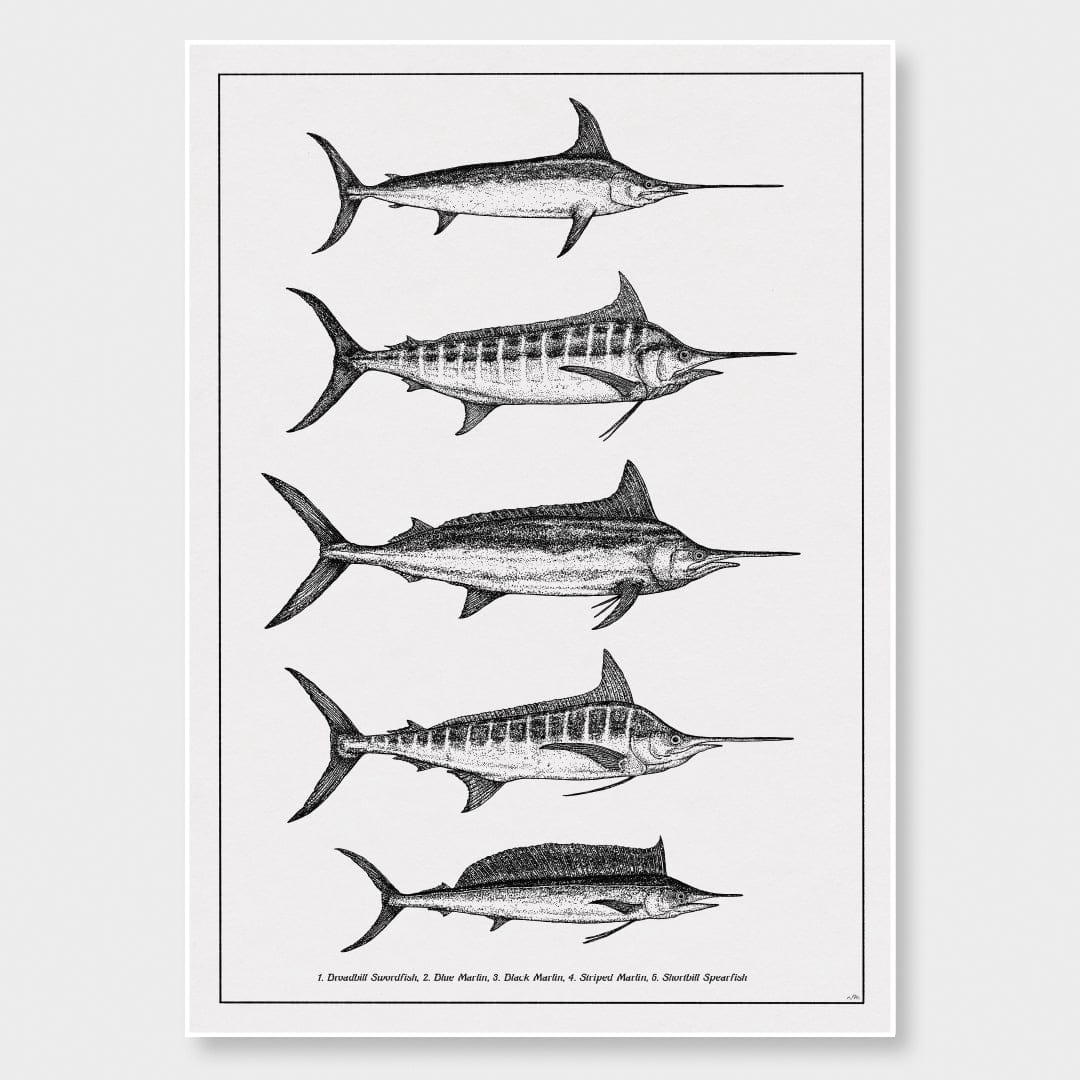 Marlin Species Art Print by Nathan Miller