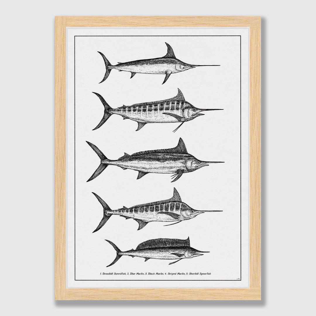 Marlin Species Art Print by Nathan Miller black