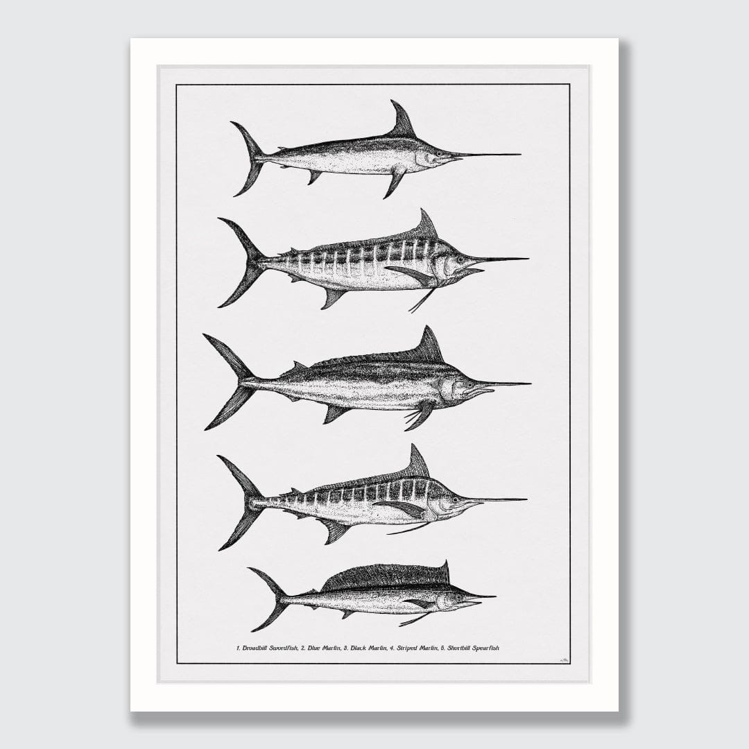 Marlin Species Art Print by Nathan Miller