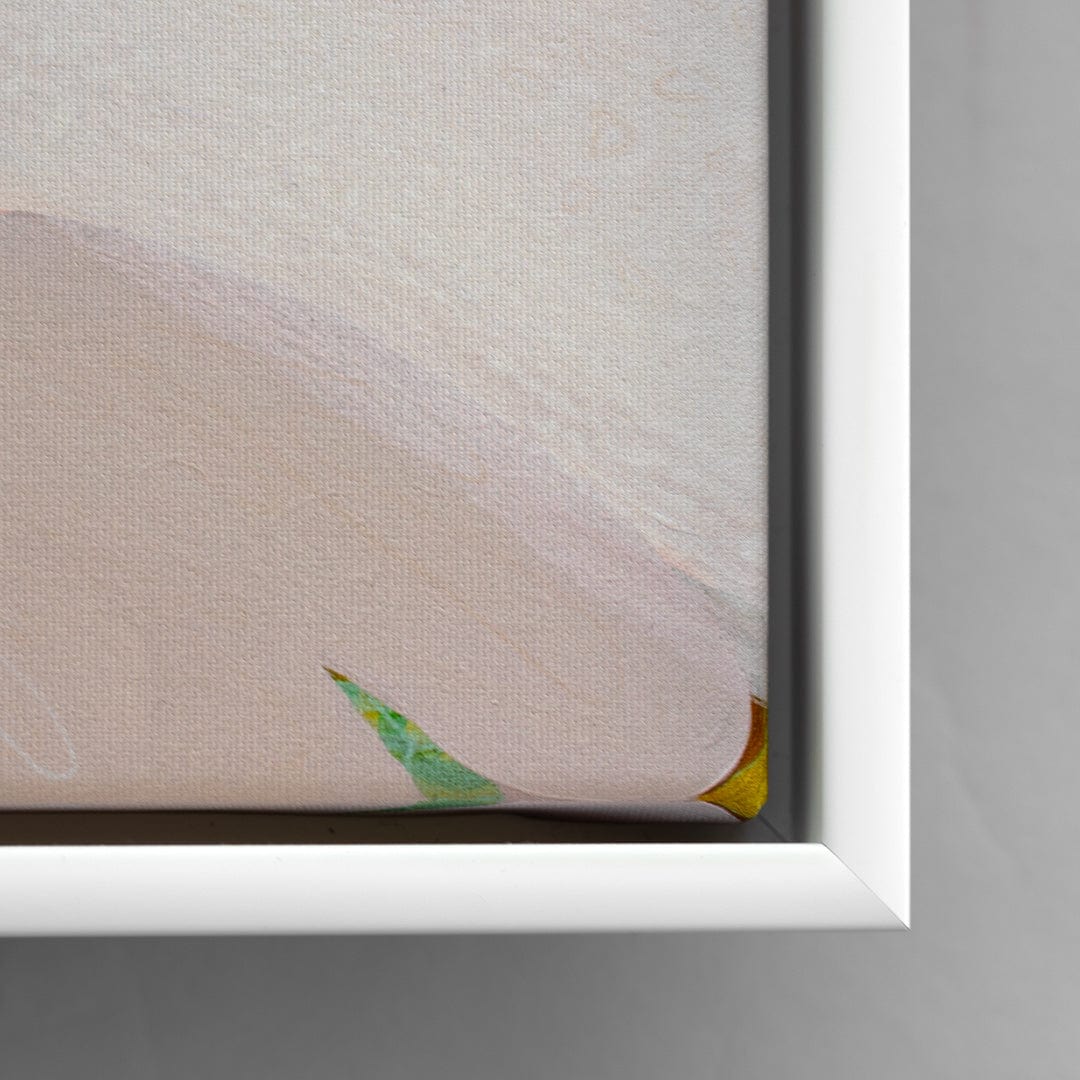 Mauao - Caught in the Light Limited Edition Canvas Print by Jen Sievers