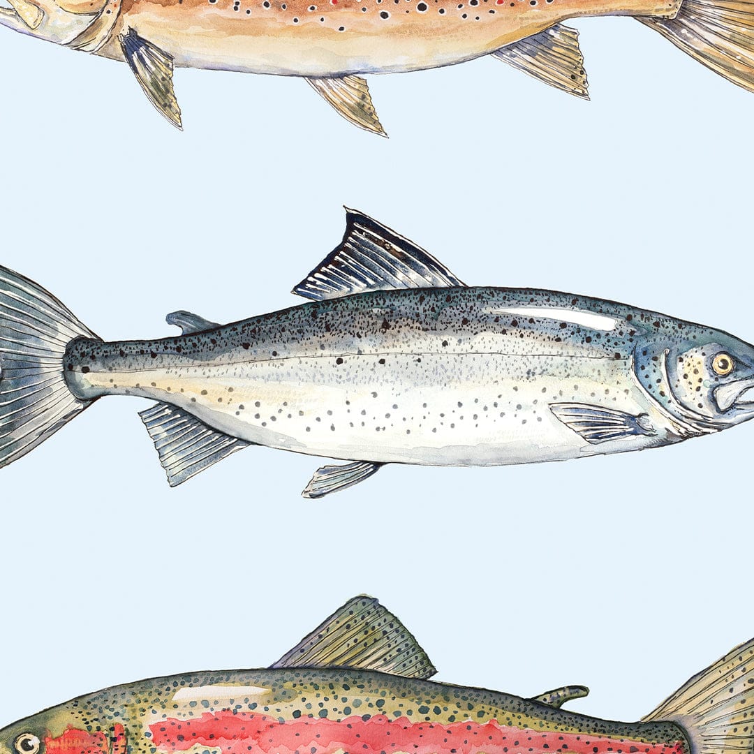 NZ Fresh Water Fish (Blue background) Art Print by Colin McKay