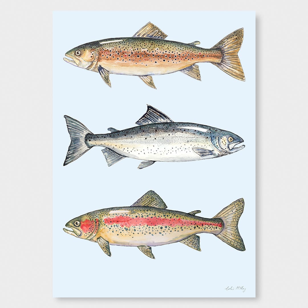 NZ Fresh Water Fish (Blue background) Art Print by Colin McKay