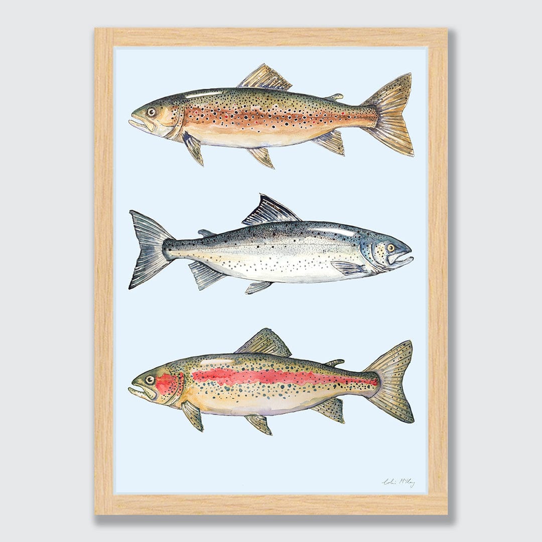 NZ Fresh Water Fish (Blue background) Art Print by Colin McKay