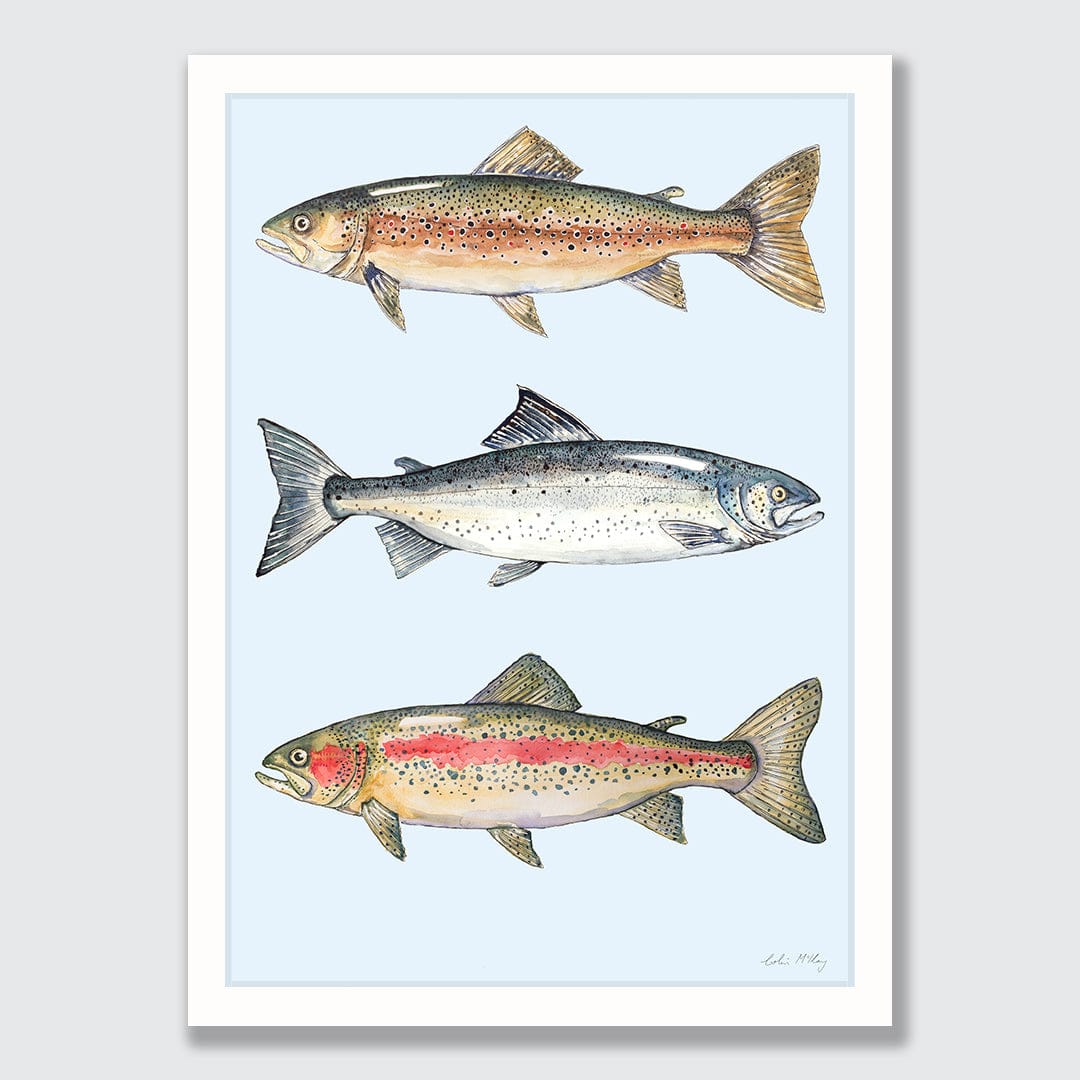 NZ Fresh Water Fish (Blue background) Art Print by Colin McKay