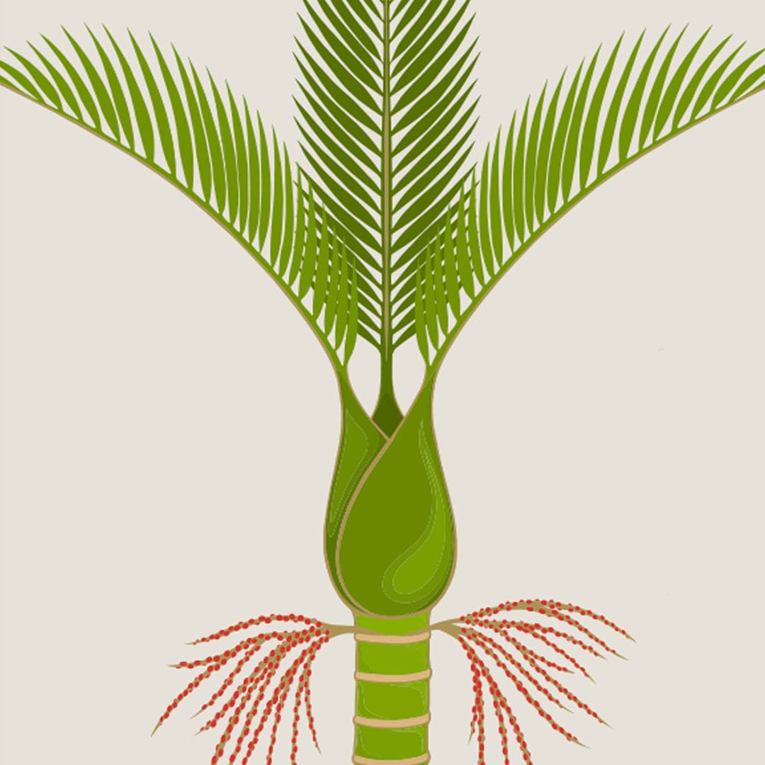 Nikau Art Print by Cathy Hansby