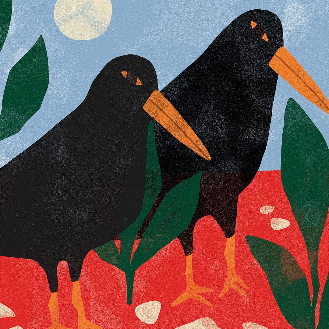 Oyster Catcher Art Print by Agustina Shuan