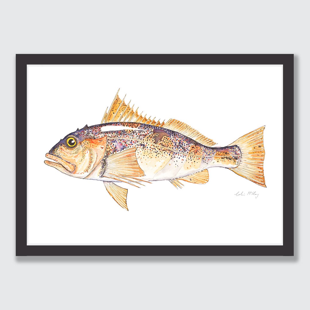 'Paddy' Perch Art Print by Colin McKay
