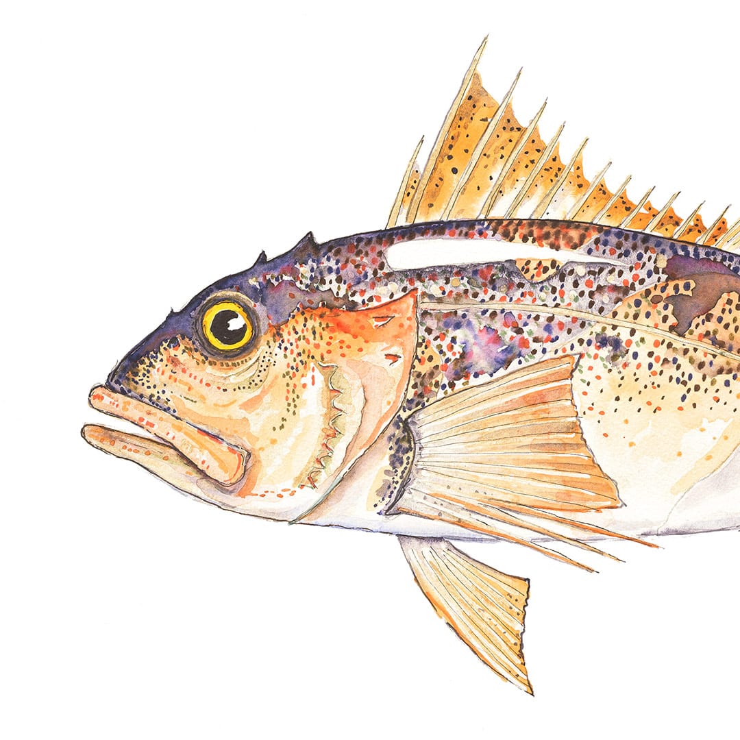 'Paddy' Perch Art Print by Colin McKay