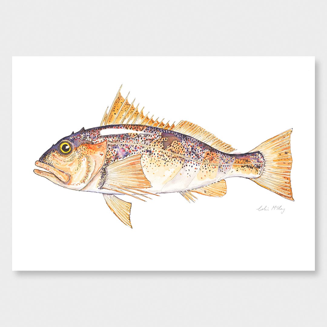'Paddy' Perch Art Print by Colin McKay