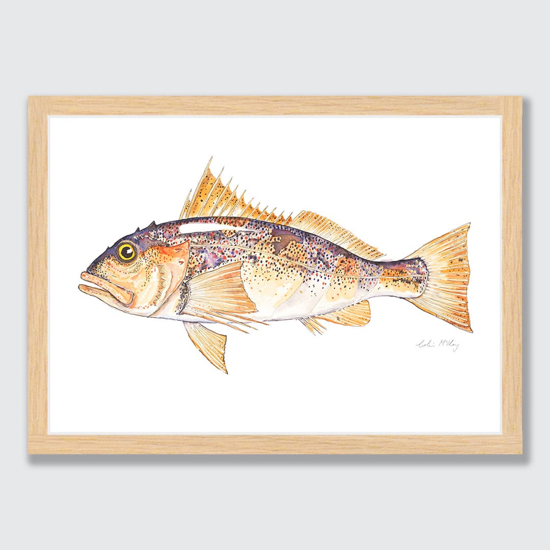 'Paddy' Perch Art Print by Colin McKay