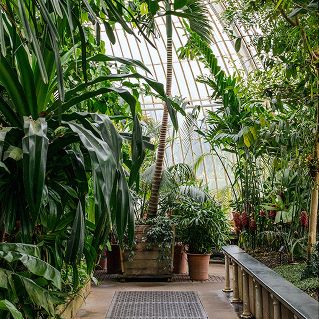 Palm House Photographic Print by Amy Wybrow