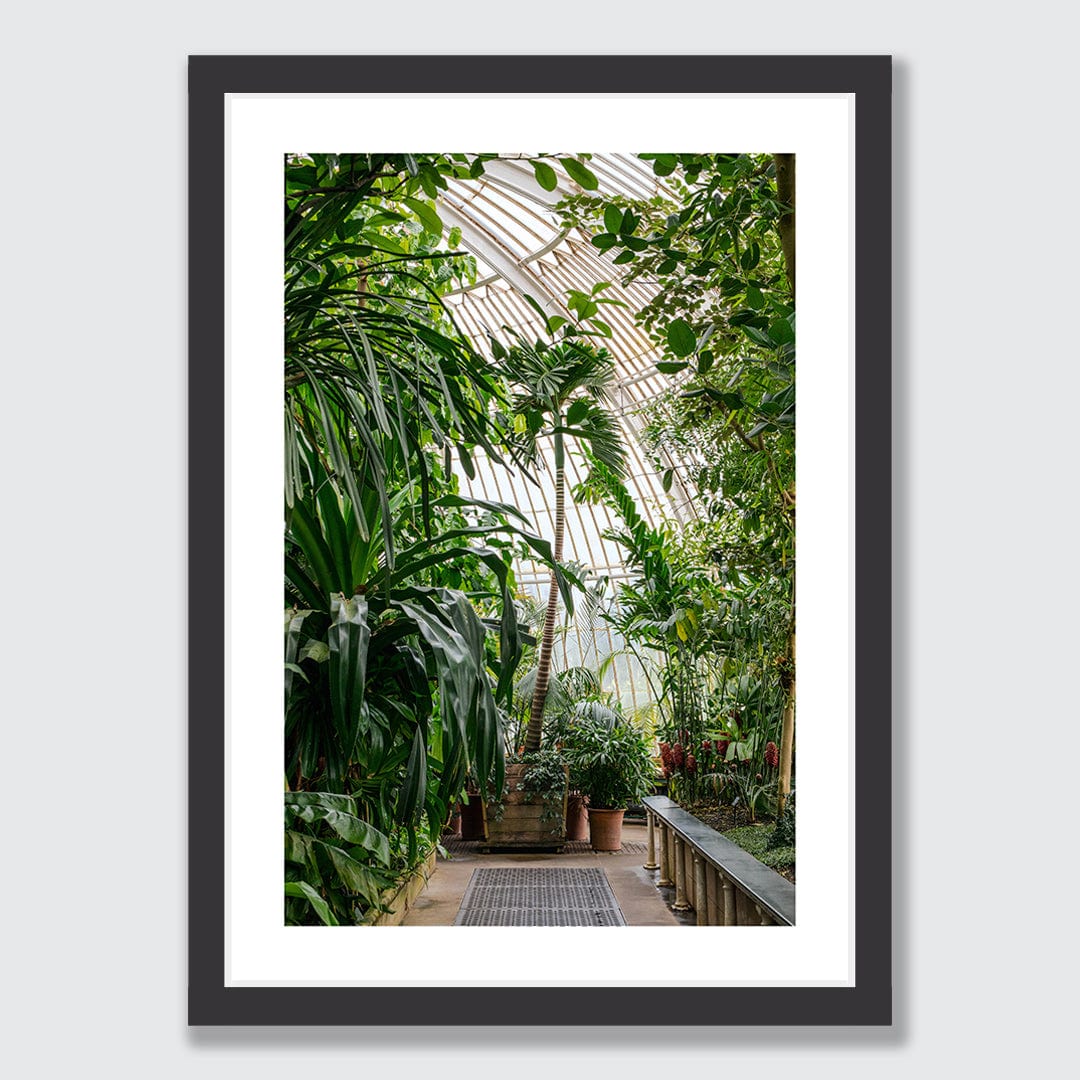 Palm House Photographic Print by Amy Wybrow