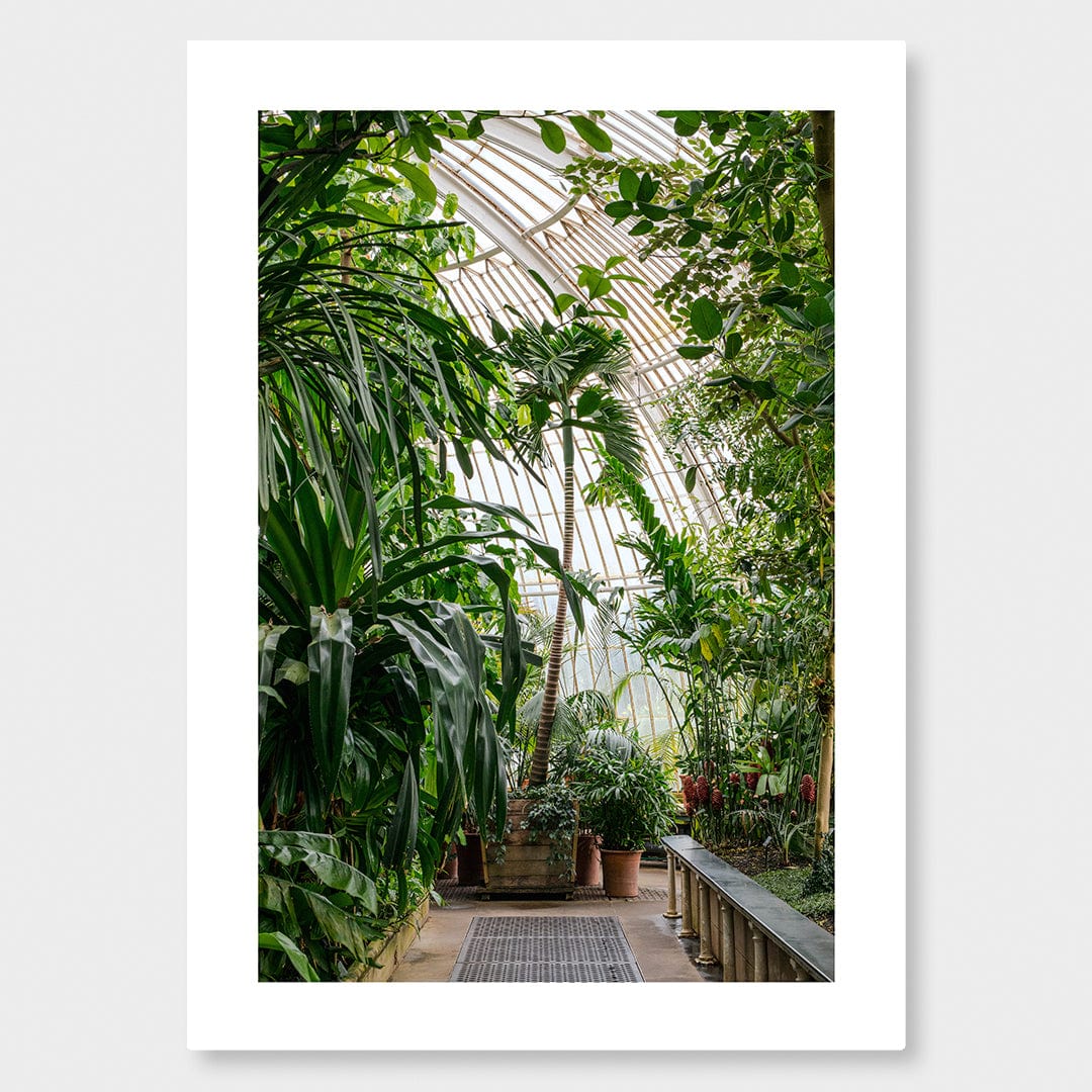 Palm House Photographic Print by Amy Wybrow