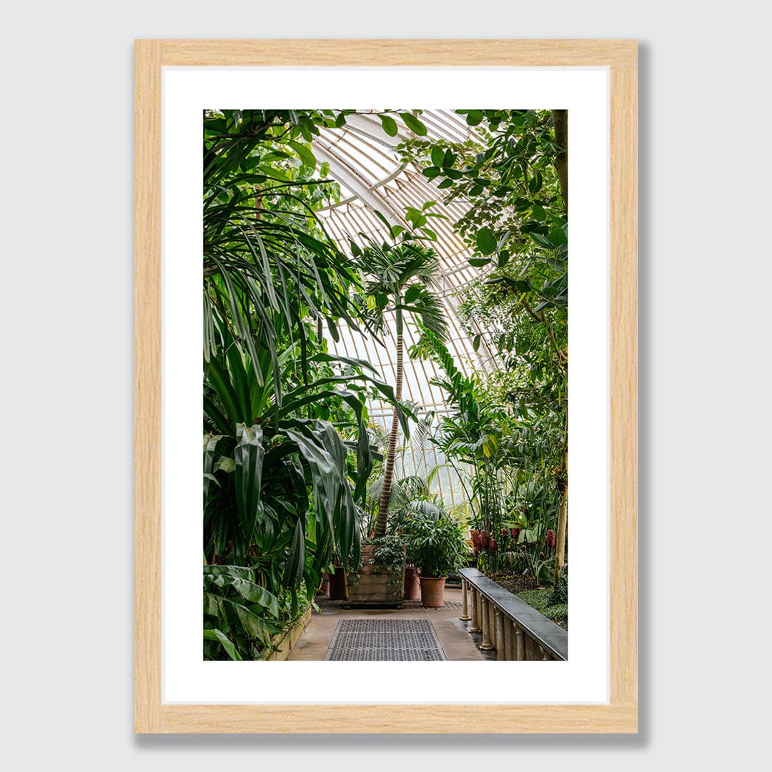 Palm House Photographic Print by Amy Wybrow