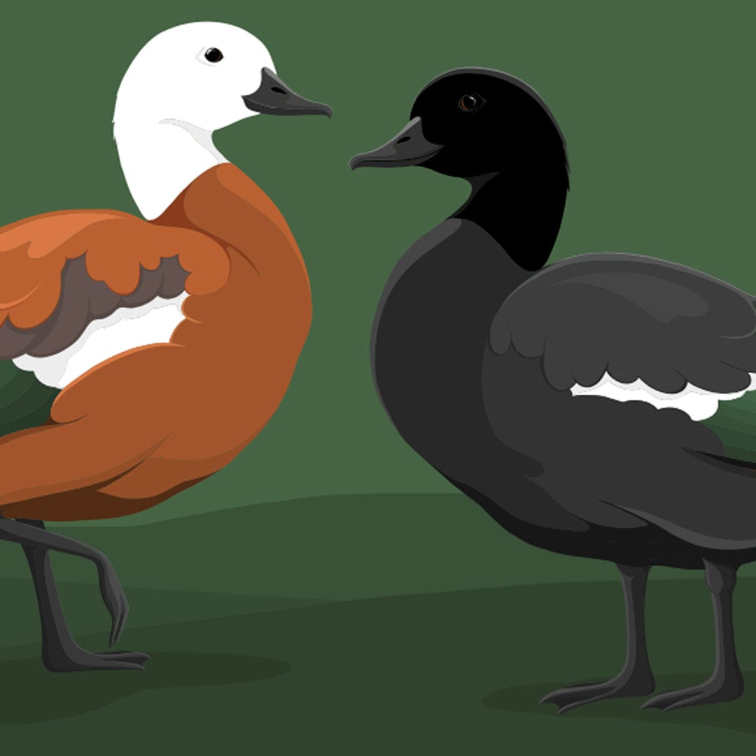 Paradise Shelduck Art Print by Cathy Hansby