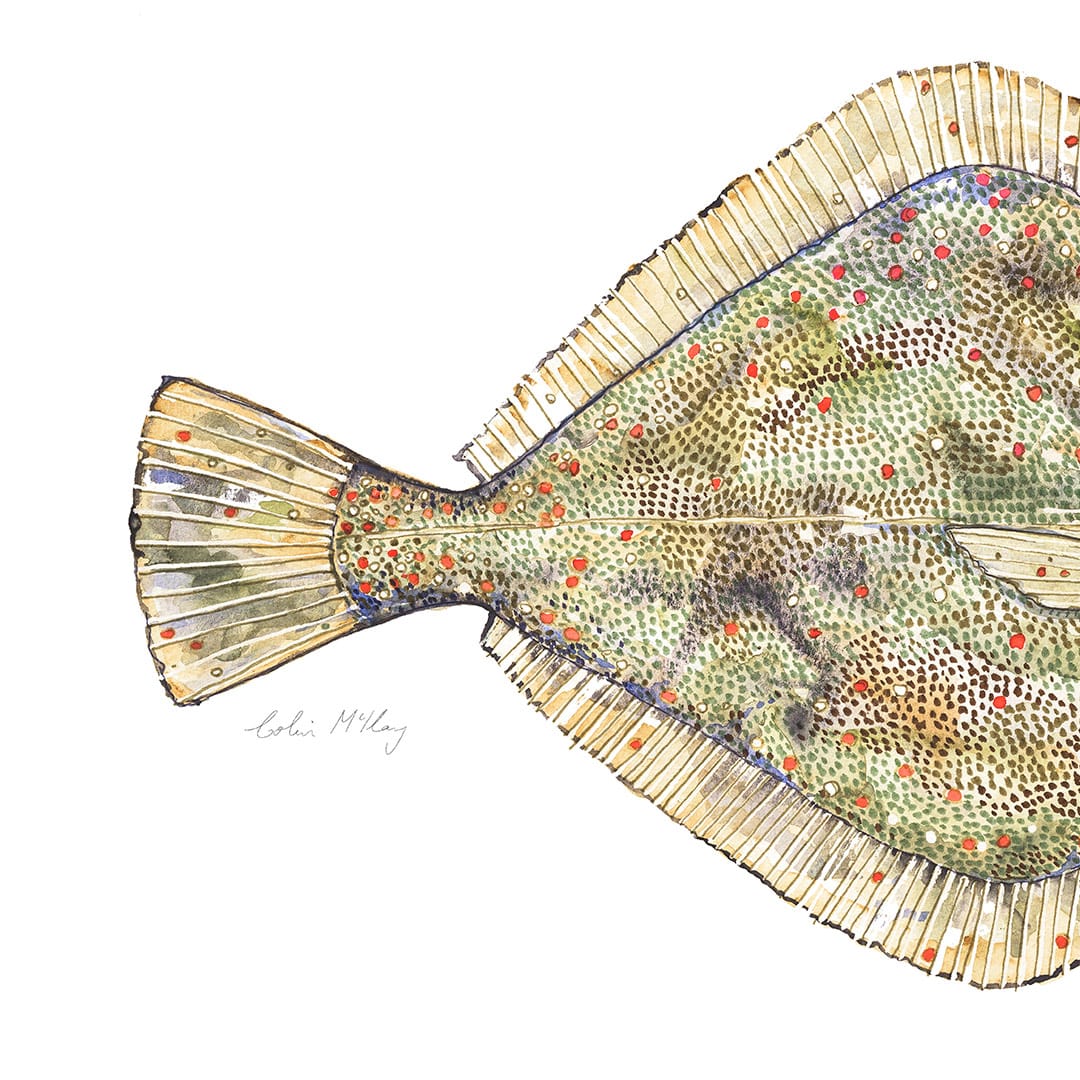 'Phil' Flounder Art Print by Colin McKay
