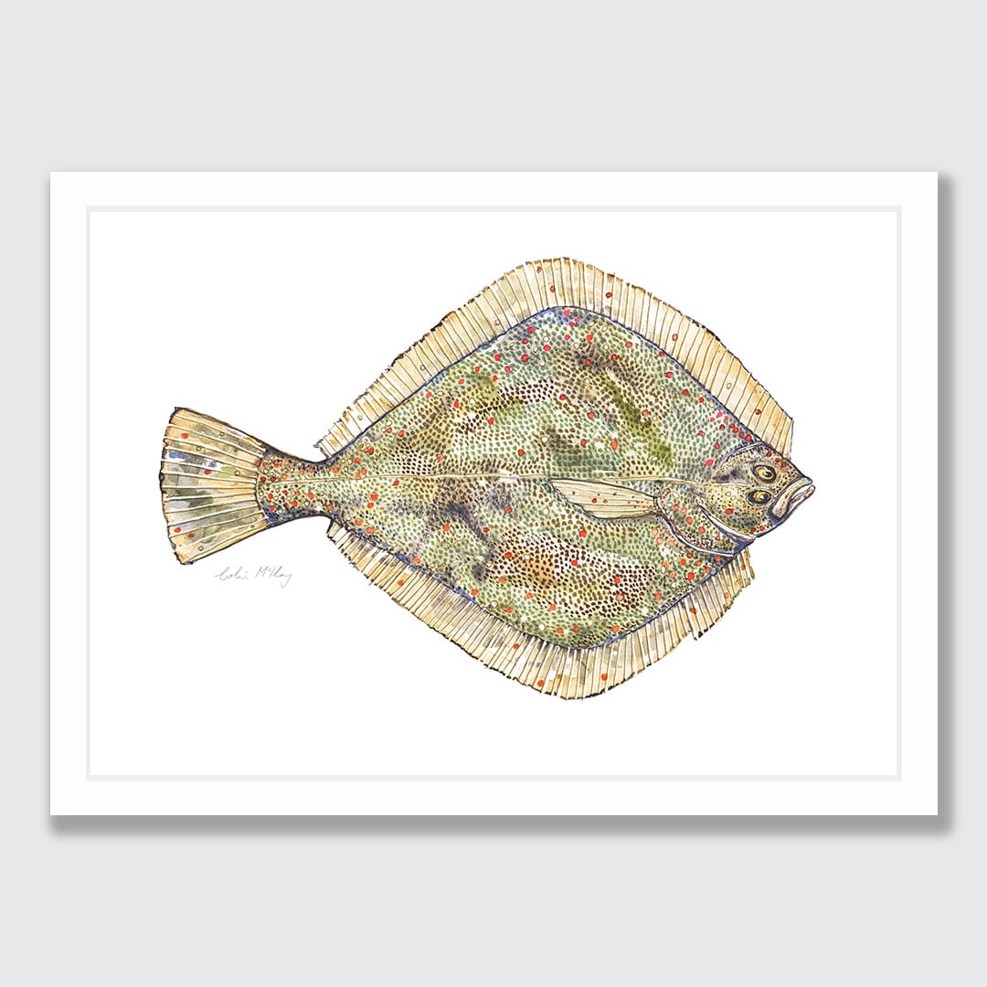 'Phil' Flounder Art Print by Colin McKay