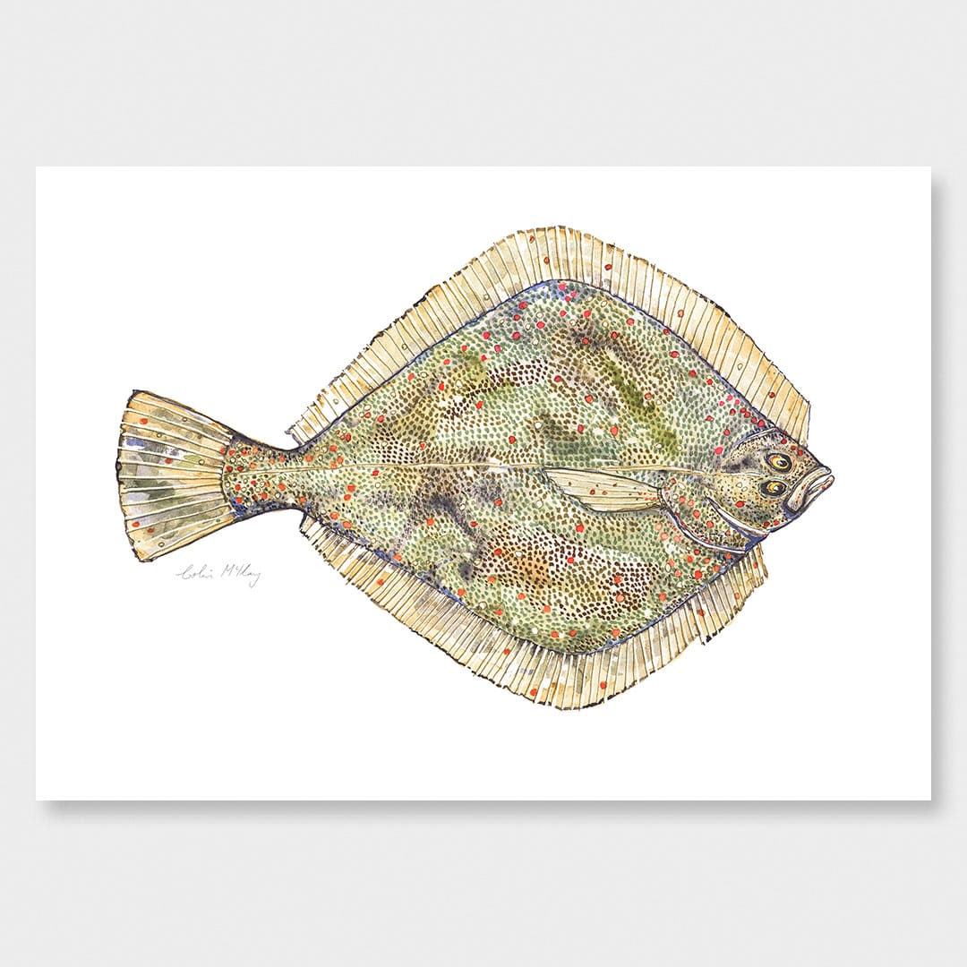 'Phil' Flounder Art Print by Colin McKay