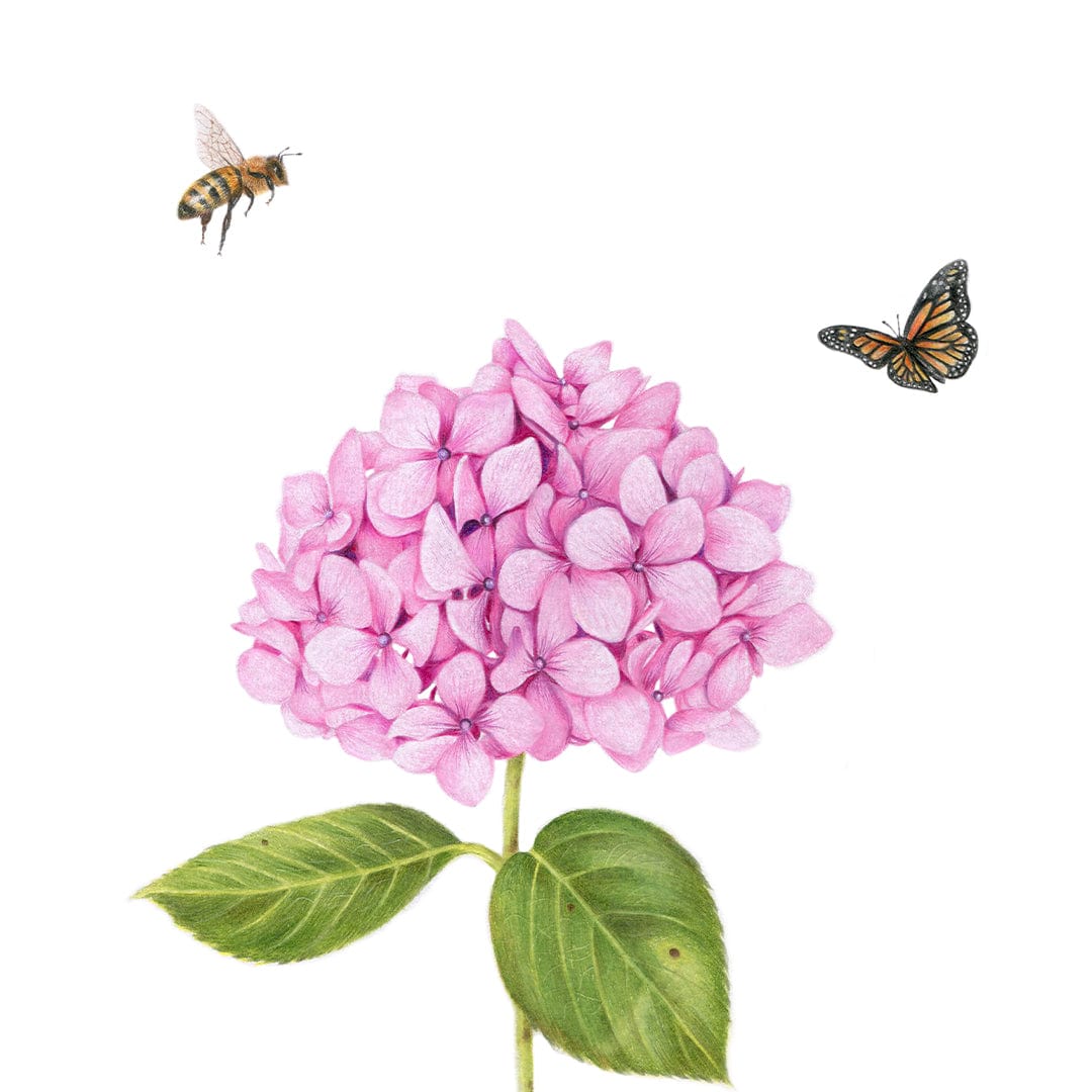Pink Hydrangea, Bee and Butterfly Art Print by Olivia Bezet