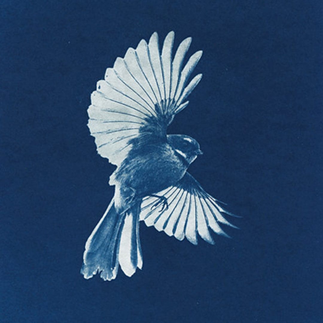 Piwakawaka Cyanotype by Sophia Jenny