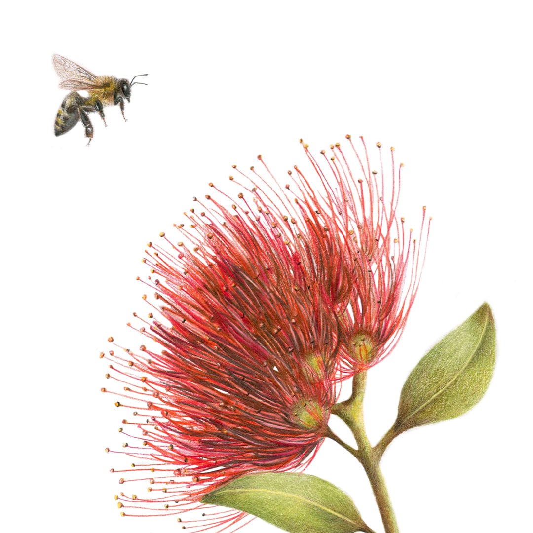 Pohutukawa and Bee Art Print by Olivia Bezett