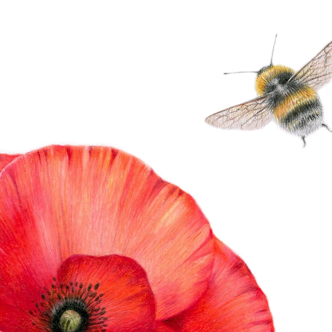Poppy and Bee Art Print by Olivia Bezett