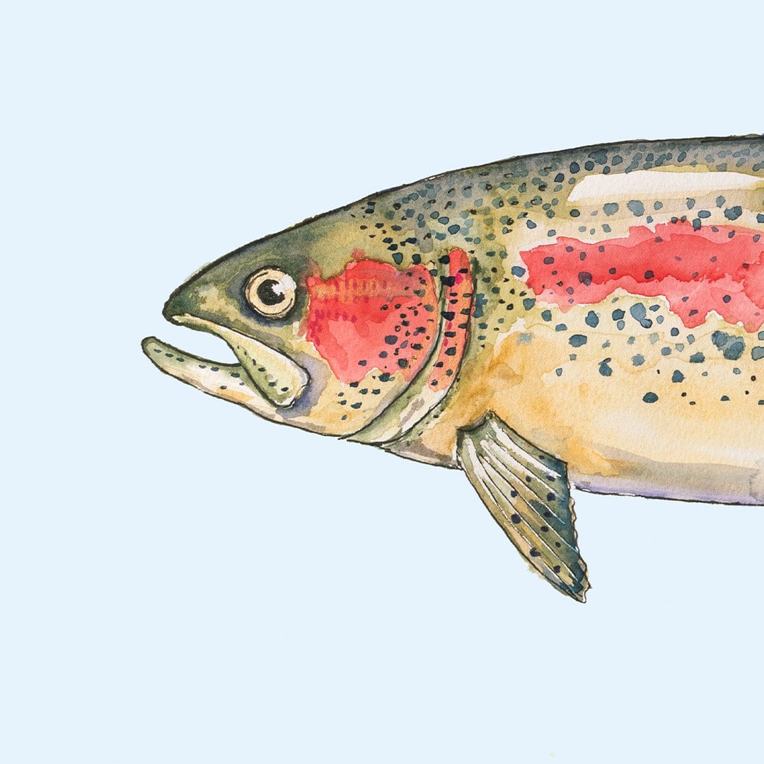 'Ron' Rainbow Trout (Blue background) Art Print by Colin McKay