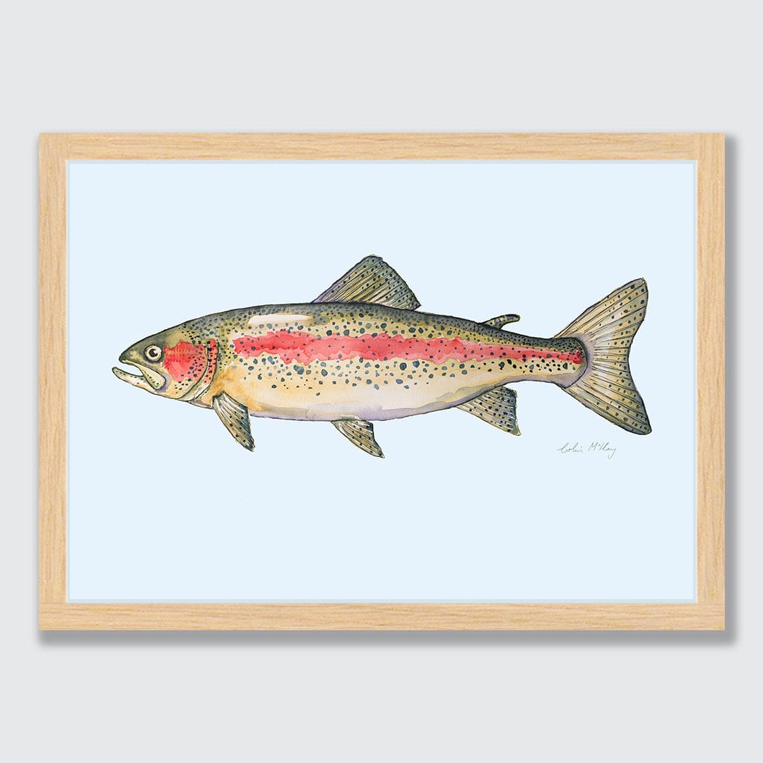 'Ron' Rainbow Trout (Blue background) Art Print by Colin McKay