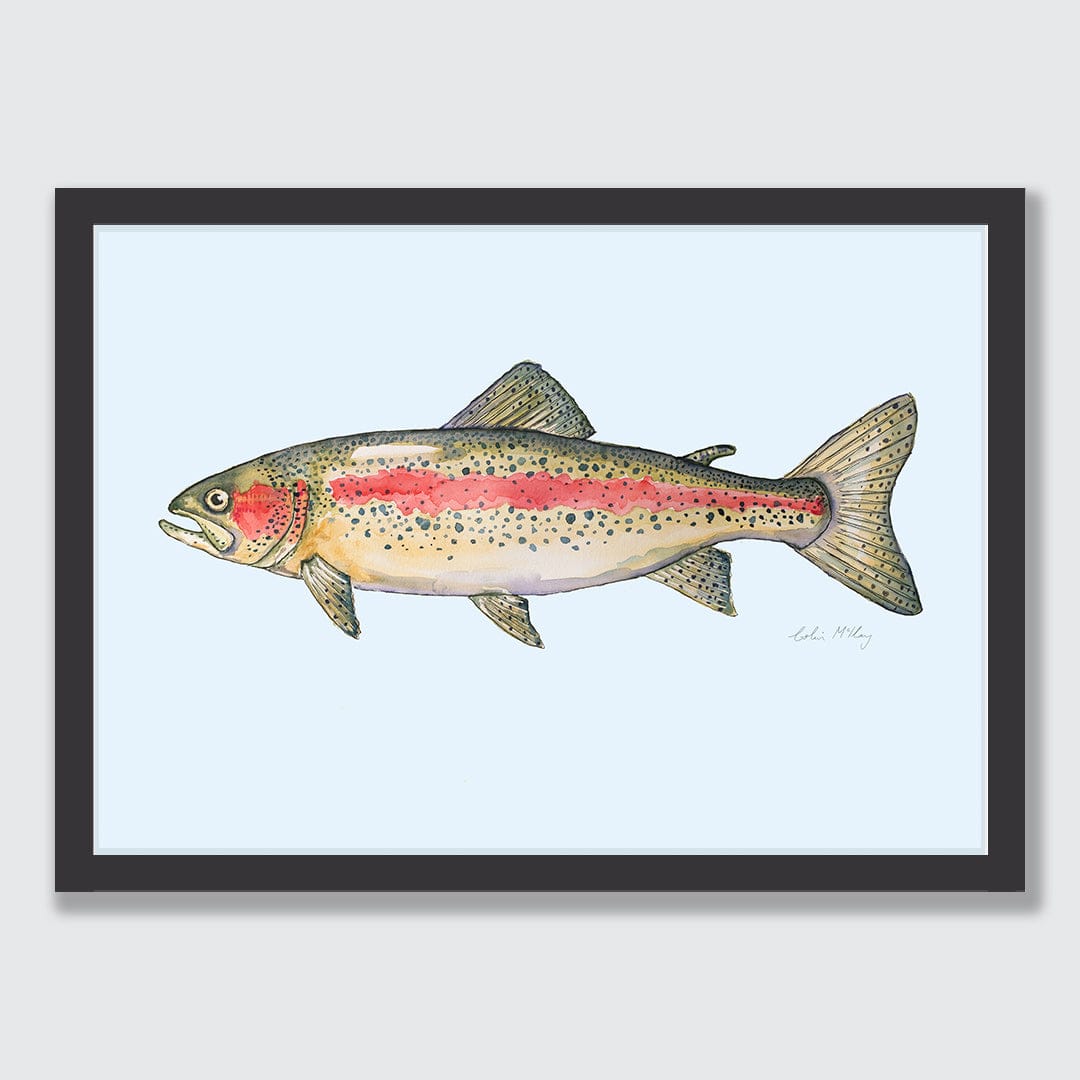 'Ron' Rainbow Trout (Blue background) Art Print by Colin McKay