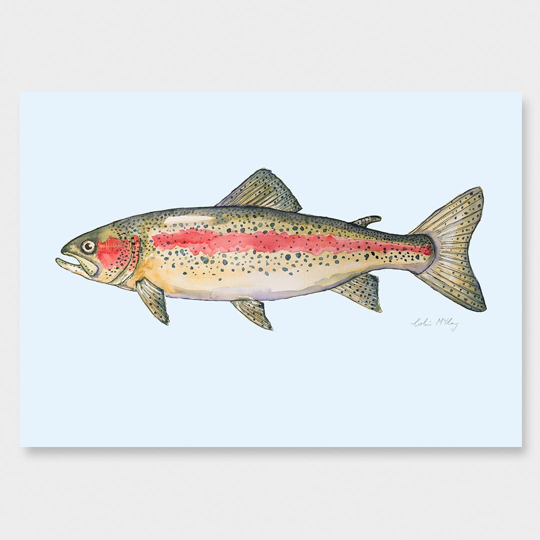 'Ron' Rainbow Trout (Blue background) Art Print by Colin McKay