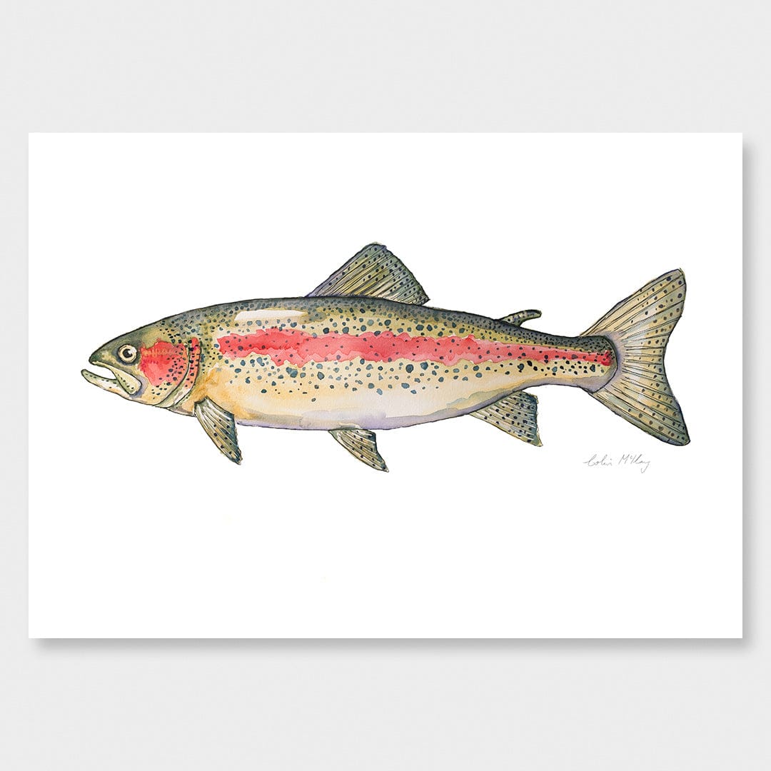 'Ron' Rainbow Trout Art Print by Colin McKay