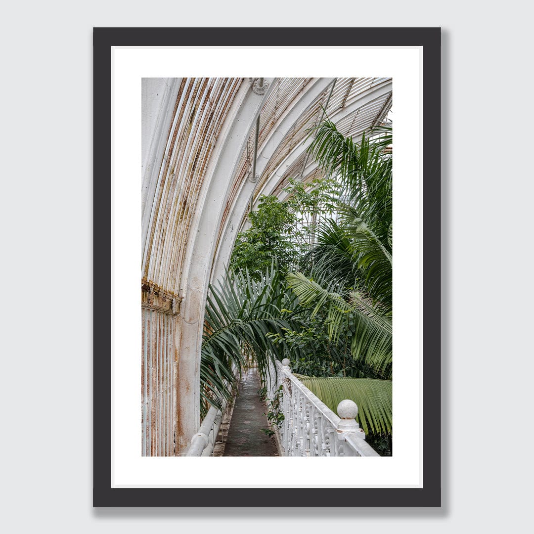 Royal Palm Photographic Print by Amy Wybrow