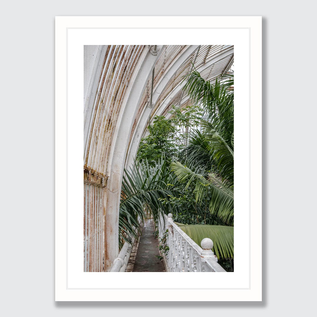 Royal Palm Photographic Print by Amy Wybrow