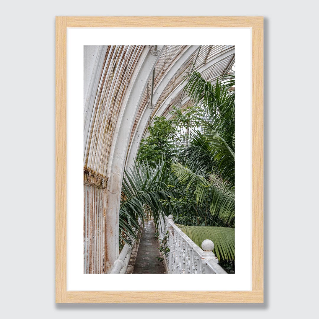 Royal Palm Photographic Print by Amy Wybrow