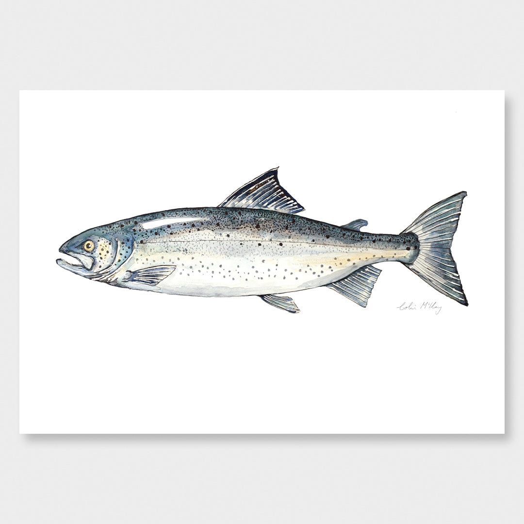 'Sam' Salmon Art Print by Colin McKay