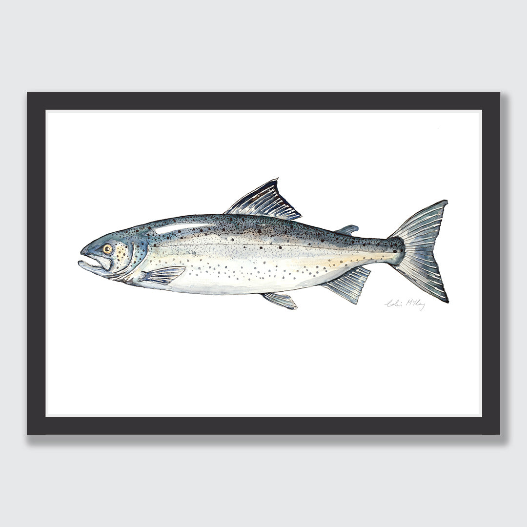 &#39;Sam&#39; Salmon Art Print by Colin McKay