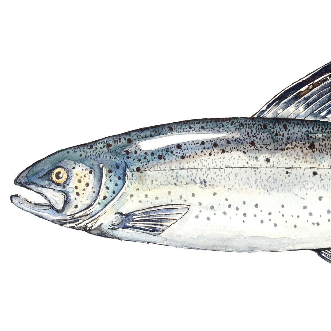 &#39;Sam&#39; Salmon Art Print by Colin McKay