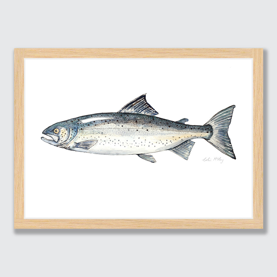 &#39;Sam&#39; Salmon Art Print by Colin McKay
