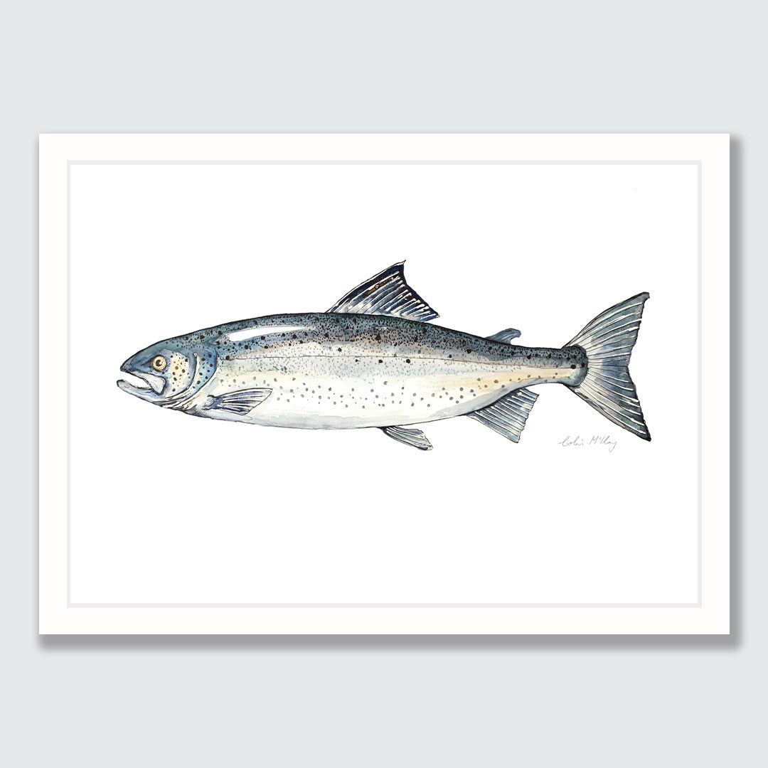 &#39;Sam&#39; Salmon Art Print by Colin McKay