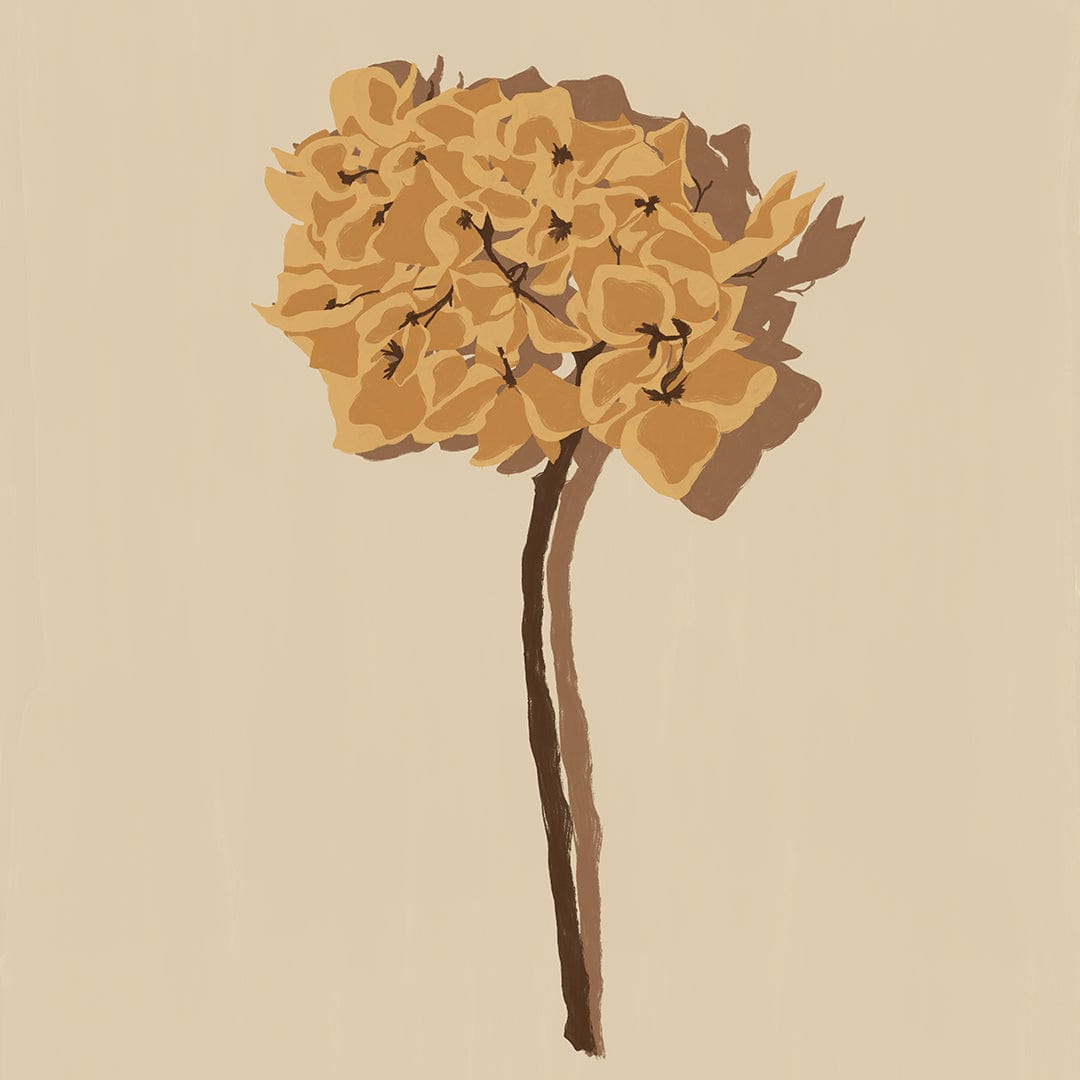 Single Dried Hydrangea Art Print by Home Time