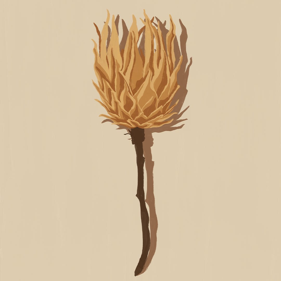 Single Dried Protea Art Print by Home Time