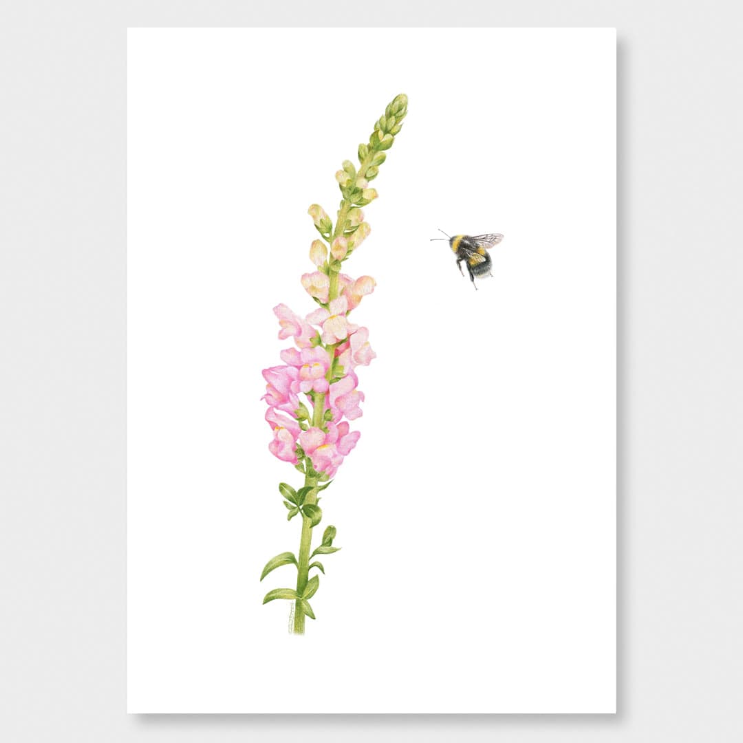 Snapdragon and Bee Art Print by Olivia Bezett