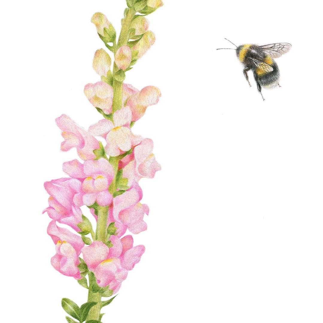 Snapdragon and Bee Art Print by Olivia Bezett