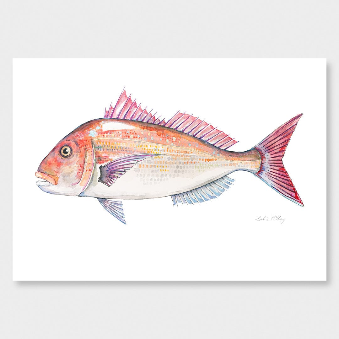 'Snip' Snapper Art Print by Colin McKay