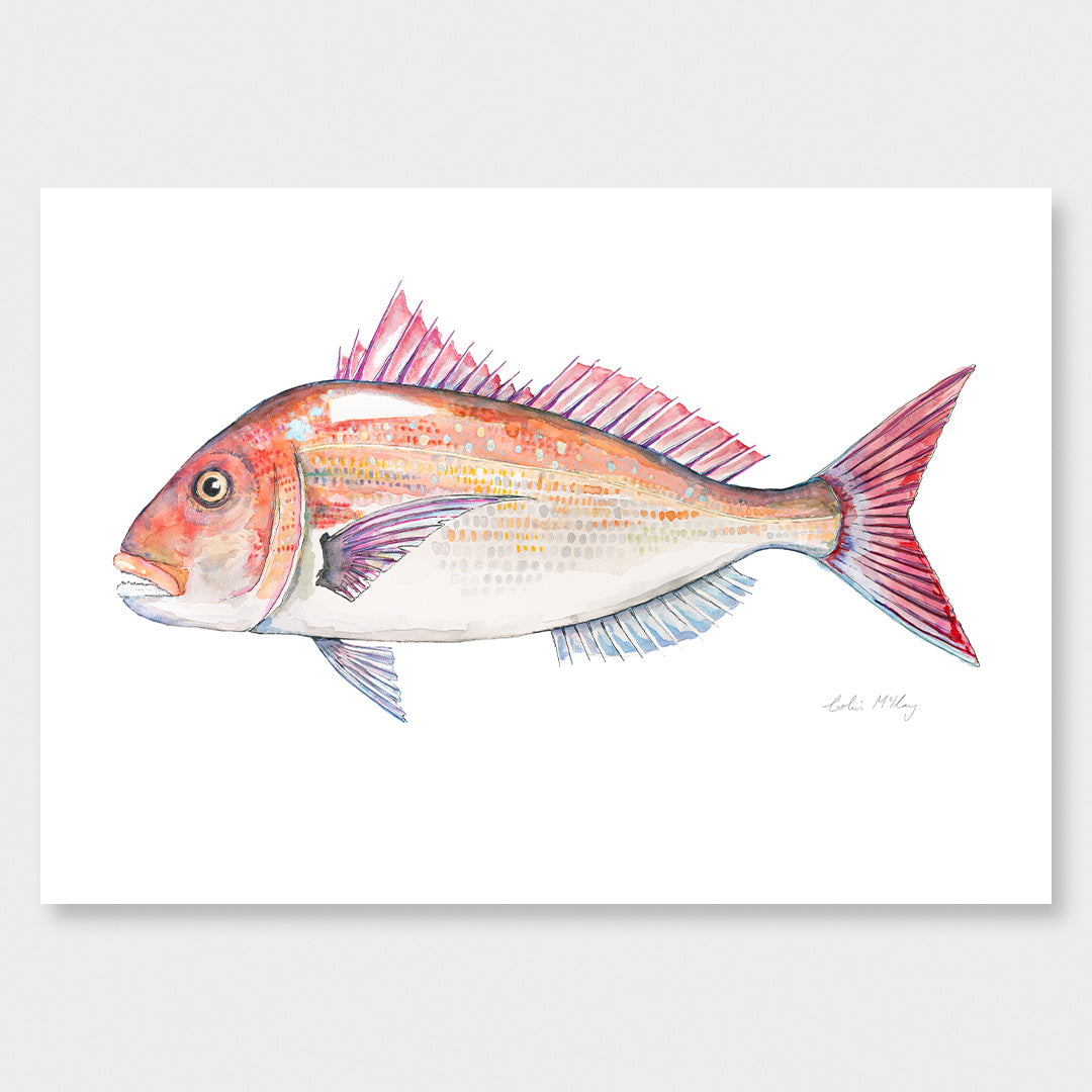 'Snip' Snapper Art Print by Colin McKay