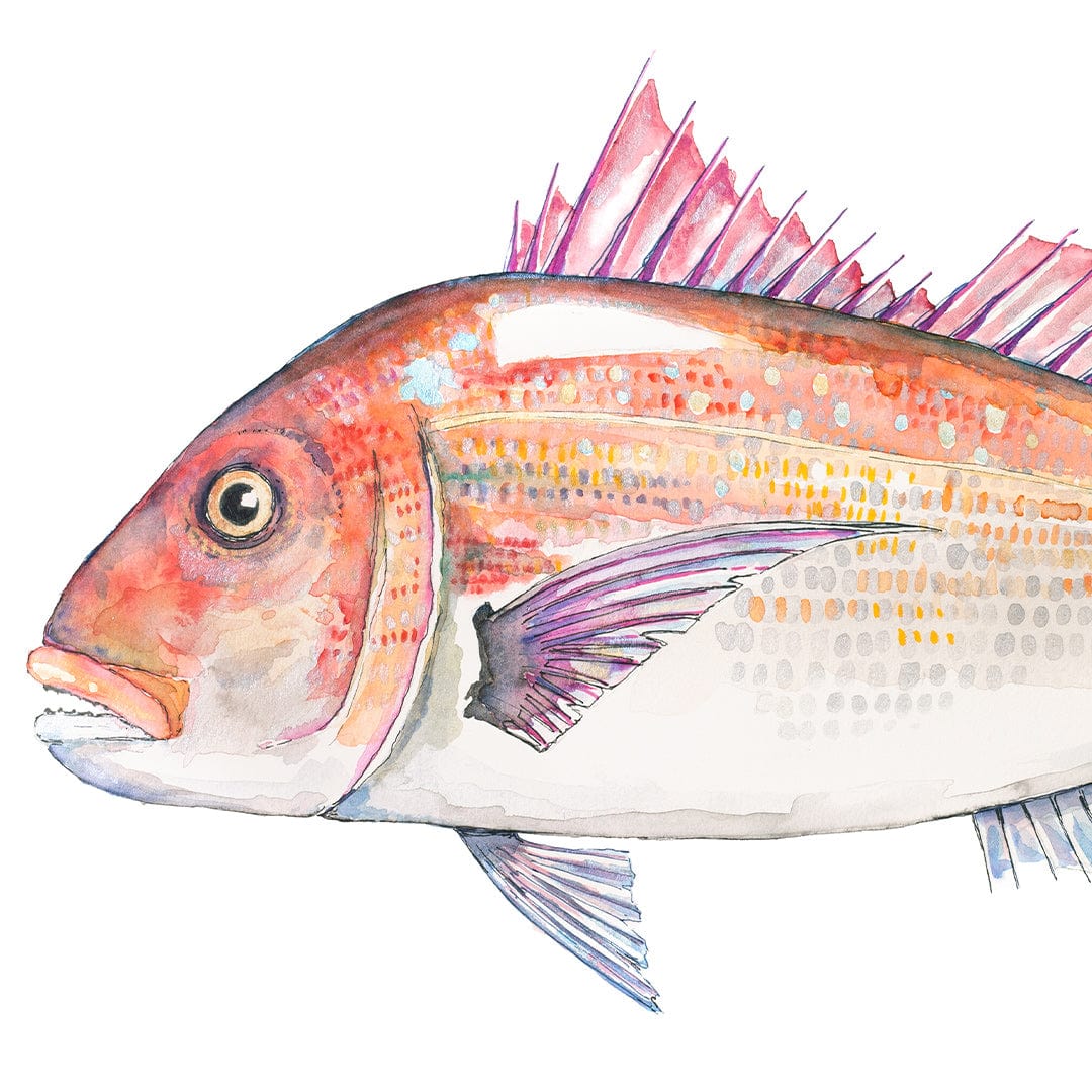 'Snip' Snapper Art Print by Colin McKay