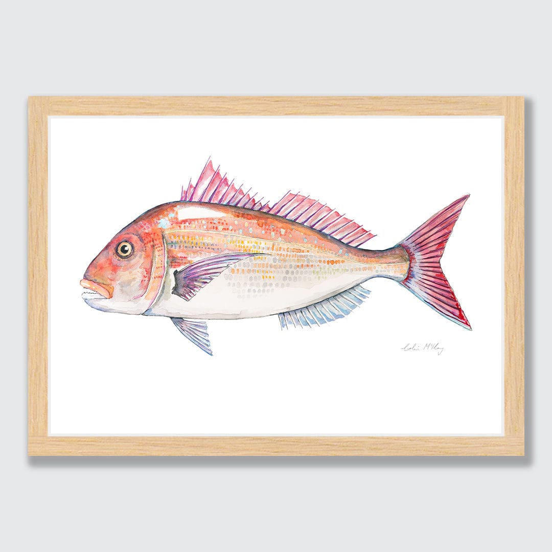 'Snip' Snapper Art Print by Colin McKay
