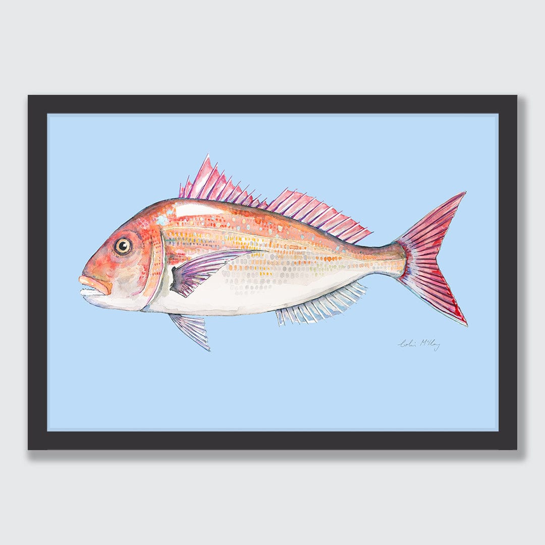 'Snip' Snapper (Blue background) Art Print by Colin McKay
